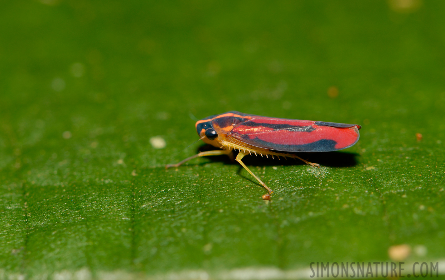 Soosiulus trivirgatus [105 mm, 1/60 sec at f / 11, ISO 200]